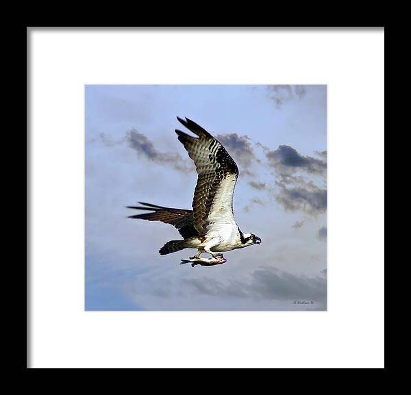 2d Framed Print featuring the photograph What's For Dinner by Brian Wallace