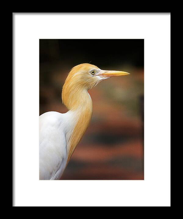 Bird Framed Print featuring the photograph Cattle Egret #2 by Louise Heusinkveld