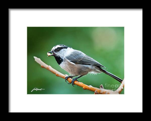 Mountain Chickadee Framed Print featuring the photograph Chickadee #2 by Bon and Jim Fillpot