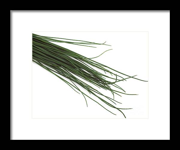 Allium Schoenoprasum Framed Print featuring the photograph Chives Allium Schoenoprasum #2 by Gerard Lacz