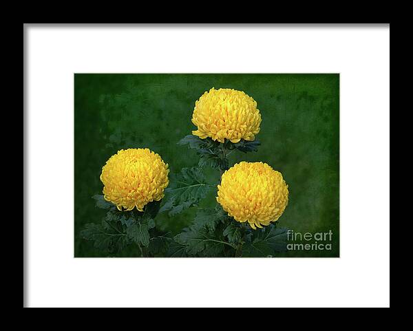 Flowers Framed Print featuring the photograph Chrysanthemum 'Derek Bircumshaw' by Ann Jacobson