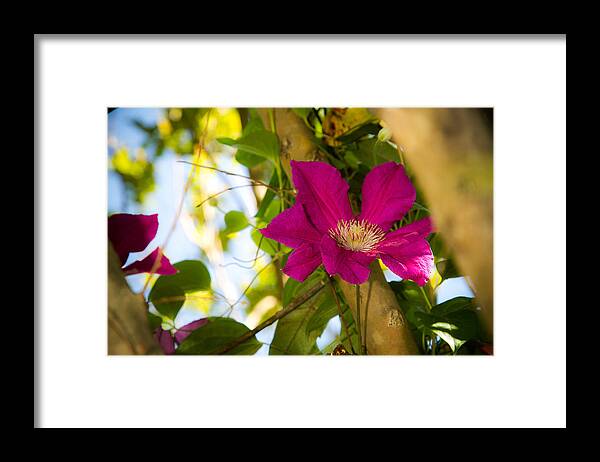 Clematis Framed Print featuring the photograph Clematis in Bloom #2 by Barry Jones