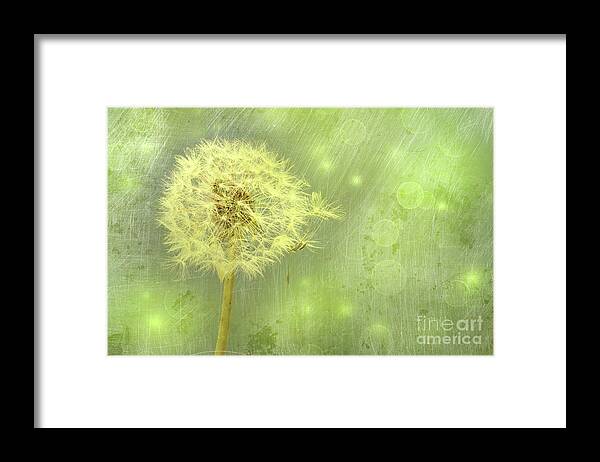 Background Framed Print featuring the photograph Closeup of dandelion with seeds #2 by Sandra Cunningham
