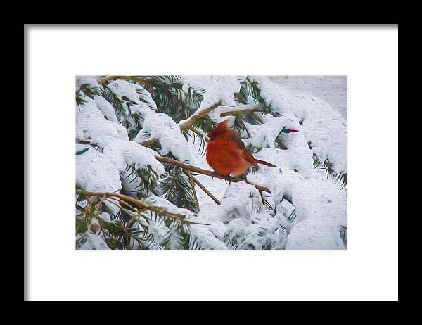 Cardinal Framed Print featuring the photograph Cold Cardinal #2 by Cathy Kovarik