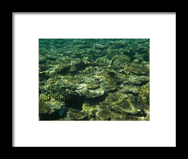 Okinawa Framed Print featuring the photograph Coral Reef #2 by Minami Daminami