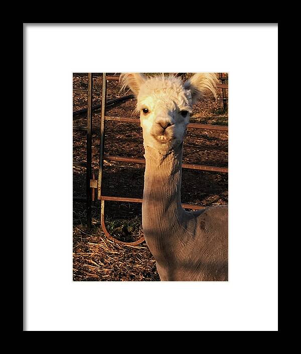 Cria Alpaca Teeth Ears Farm Yard Prairie Farm Animal Framed Print featuring the photograph Cria #2 by David Matthews