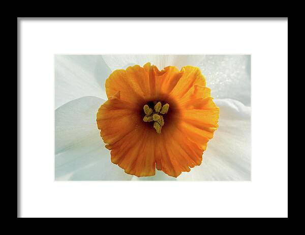 Jay Stockhaus Framed Print featuring the photograph Daffodil #2 by Jay Stockhaus