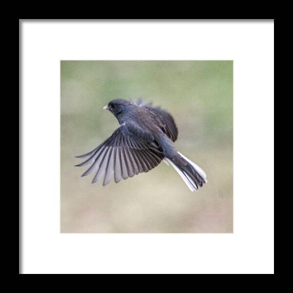 Bird Framed Print featuring the photograph Dark Eyed Junco Flying #2 by William Bitman