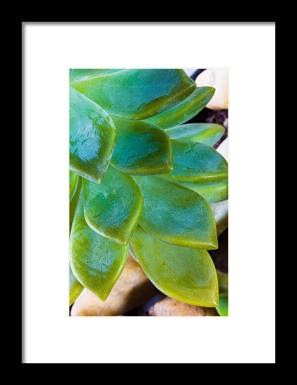 Beautiful Framed Print featuring the photograph Blue Pearl Plant by Raul Rodriguez