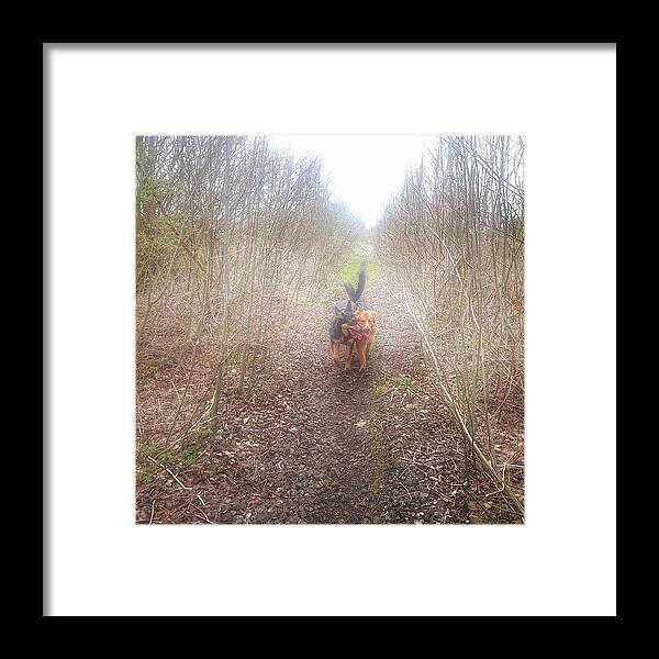 Petstagram Framed Print featuring the photograph #dogs #gsd #germanshepherd #2 by Abbie Shores