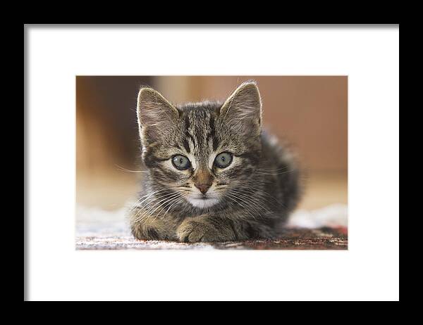 Mp Framed Print featuring the photograph Domestic Cat Felis Catus Kitten #2 by Konrad Wothe