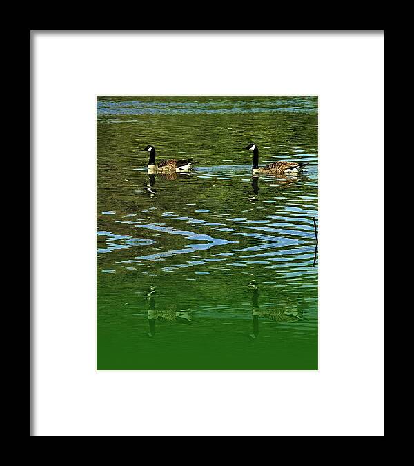 Ducks Framed Print featuring the photograph 2 Ducks as a reflection by Karl Rose