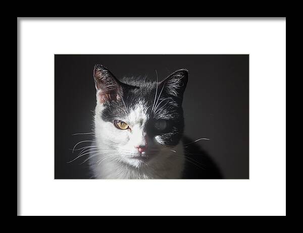 Cat Framed Print featuring the photograph Eilidh #2 by Robert Ullmann