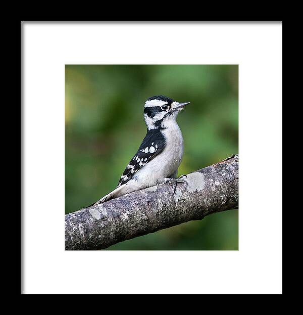  Downy Woodpecker Framed Print featuring the photograph Female Downy Woodpecker #2 by Diane Giurco