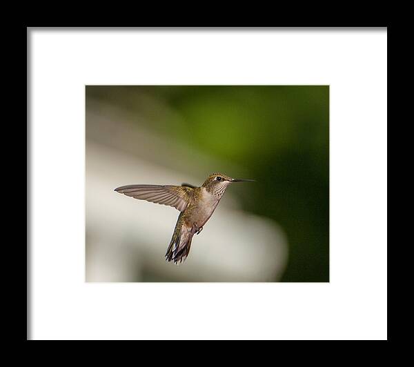 Hummers Framed Print featuring the photograph Female Ruby Throated Hummingbird #2 by Brenda Jacobs