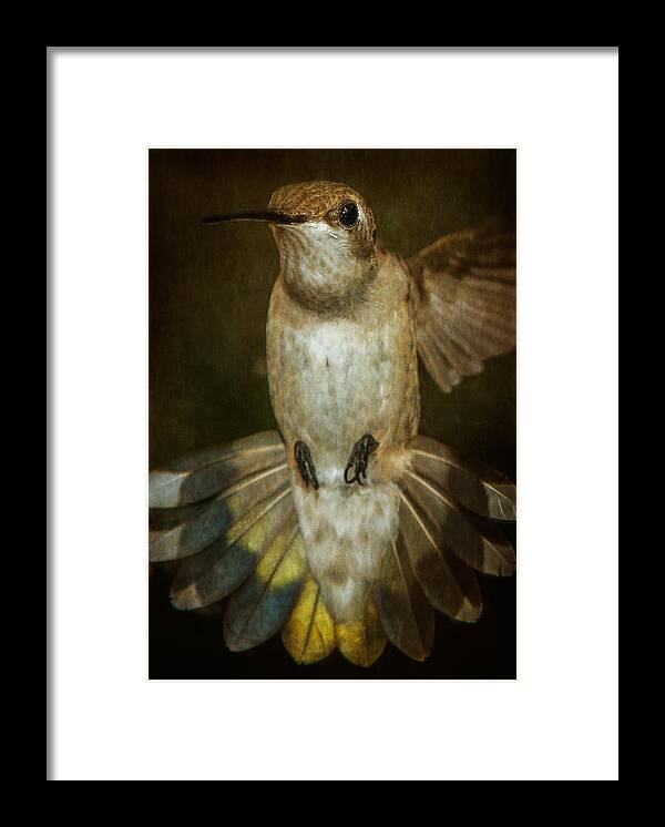 Female Ruby-throated Hummingbird Framed Print featuring the photograph Female Ruby-Throated Hummingbird #2 by Robert L Jackson