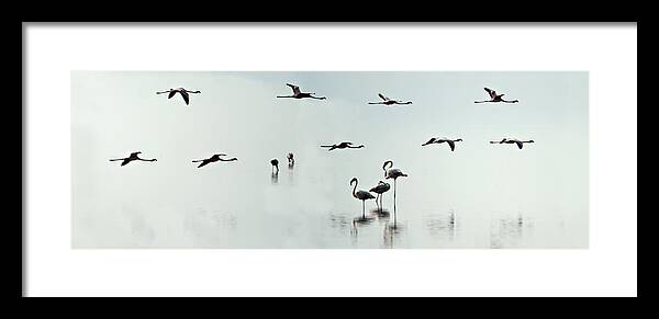 Photography Framed Print featuring the photograph Flamingos In A Lake, Lake Manyara #2 by Panoramic Images