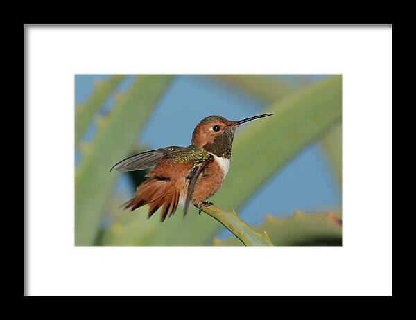 Allen's Hummingbird Framed Print featuring the photograph Flutter #2 by Fraida Gutovich