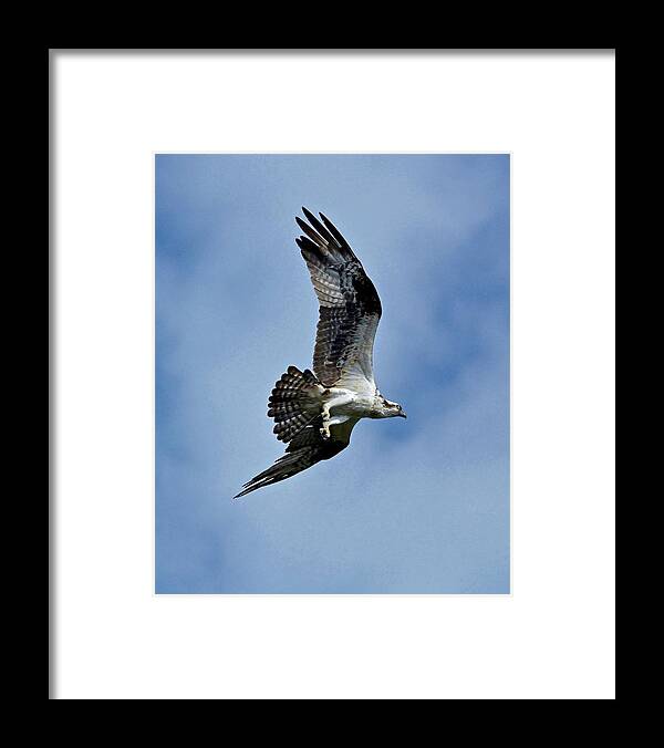 Flying Framed Print featuring the photograph Flying High #2 by Carol Bradley