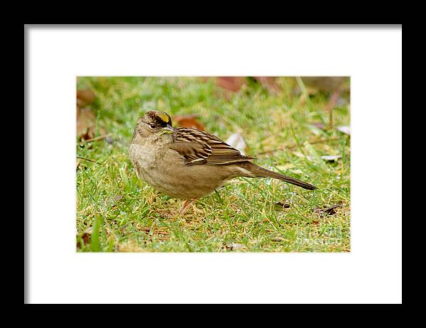 Photography Framed Print featuring the photograph Golden-Crowned Sparrow #2 by Sean Griffin