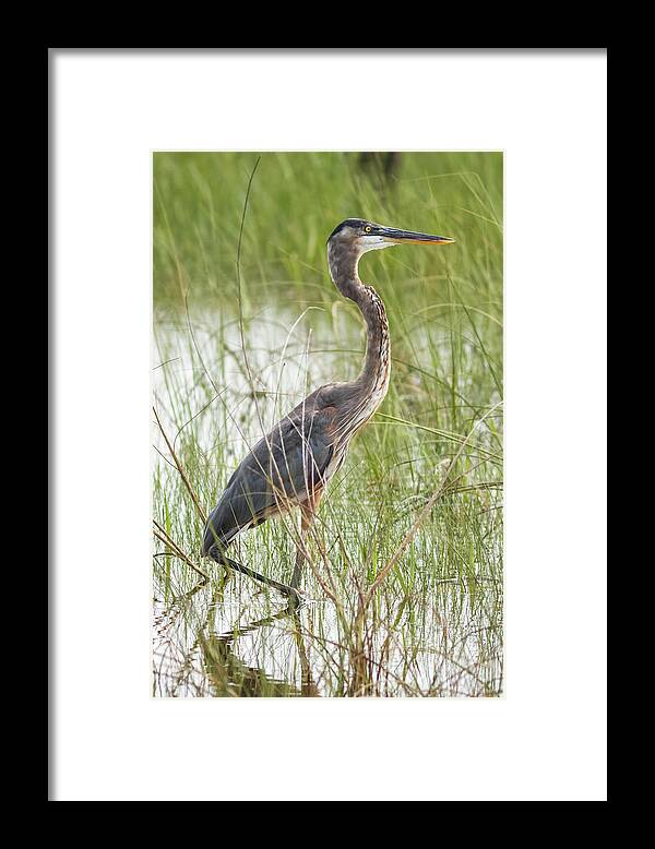 Bird Framed Print featuring the photograph Great Blue Heron Shark Valley Everglades Florida #2 by Adam Rainoff