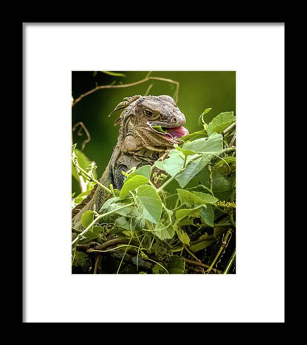 Colombia Framed Print featuring the photograph Green Iguana Panaca Quimbaya Colombia #2 by Adam Rainoff