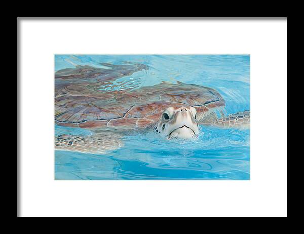 Mexico Quintana Roo Framed Print featuring the digital art Green Turtles #2 by Carol Ailles
