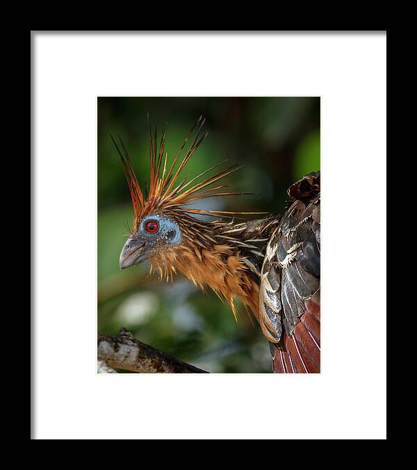 Colombia Framed Print featuring the photograph Hoatzin La Macarena Colombia by Adam Rainoff