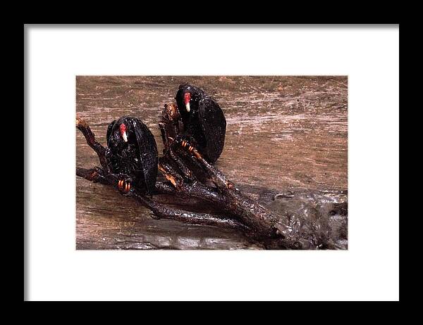 3d Framed Print featuring the mixed media 2 Hulking Vultures by Roger Swezey