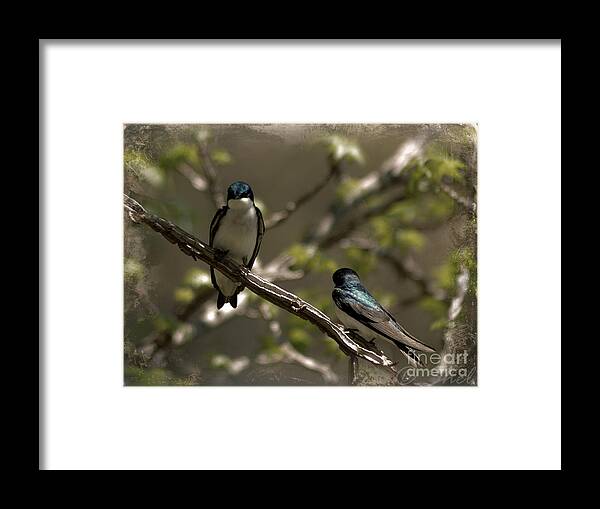 Tree Swallow Framed Print featuring the photograph 2 in a Tree by Michele Hancock