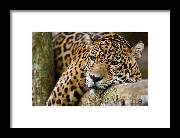 Jaguar Framed Print featuring the photograph Jaguar #2 by Dant Fenolio