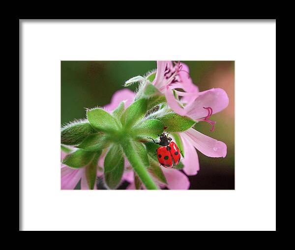  Framed Print featuring the photograph Ladybird #2 by Meir Ezrachi