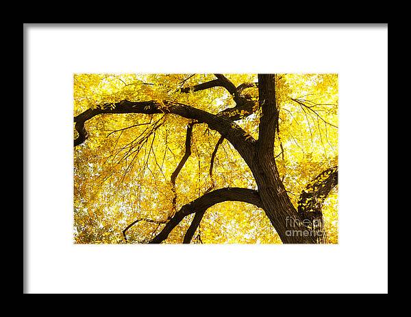 Yellow Framed Print featuring the photograph Nature's Canopy by Patty Colabuono