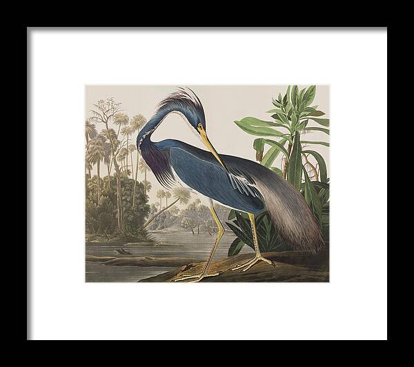 Louisiana Heron Framed Print featuring the painting Louisiana Heron by John James Audubon