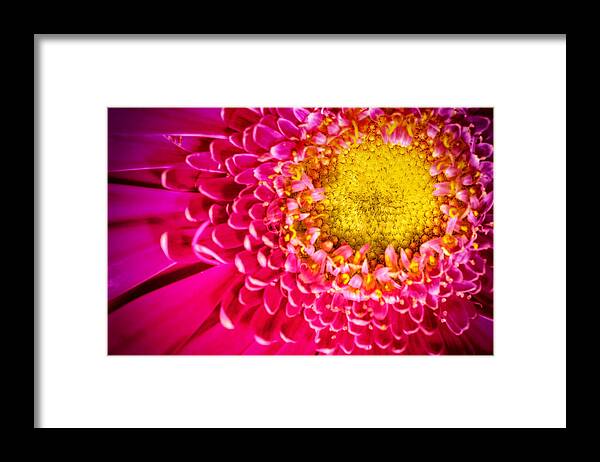 Abstract Framed Print featuring the photograph Macro Close-up of a Pink Chrysanthemum Flower #2 by John Williams