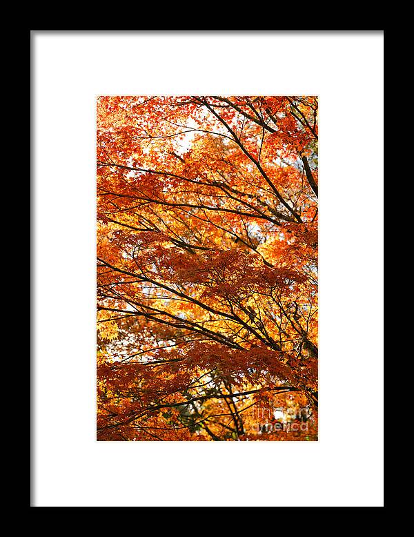 Maple Framed Print featuring the photograph Maple tree foliage #3 by Gaspar Avila