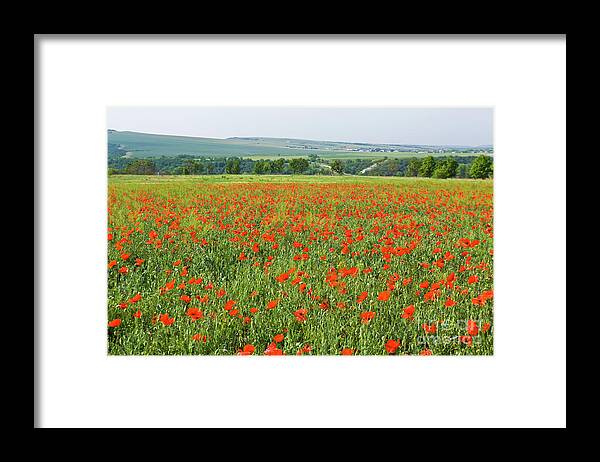 Nature Framed Print featuring the photograph Meadow with poppies #2 by Irina Afonskaya