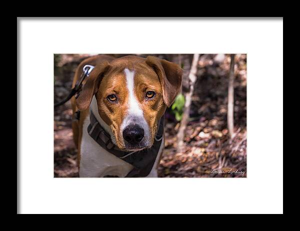 2017 Framed Print featuring the photograph Mikey #2 by Louise Lindsay