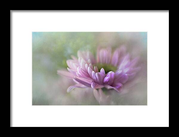Bloom Framed Print featuring the photograph Mums The Word #2 by David and Carol Kelly