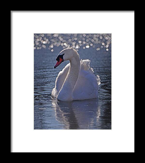 Mute Swan Framed Print featuring the photograph Mute Swan #2 by Ken Stampfer