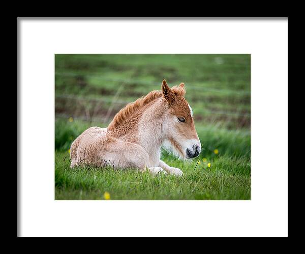 Photography Framed Print featuring the photograph New Born Foal, Iceland #2 by Panoramic Images