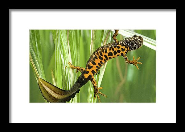 Newt Framed Print featuring the photograph Newt #2 by Jackie Russo