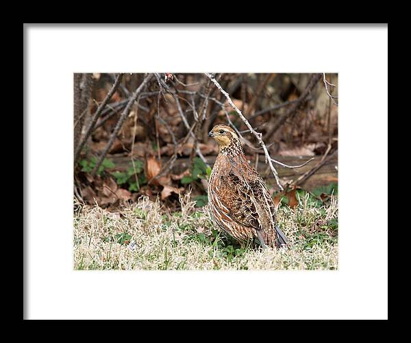 Nature Framed Print featuring the photograph Northern Bobwhite Quail #2 by Jack R Brock