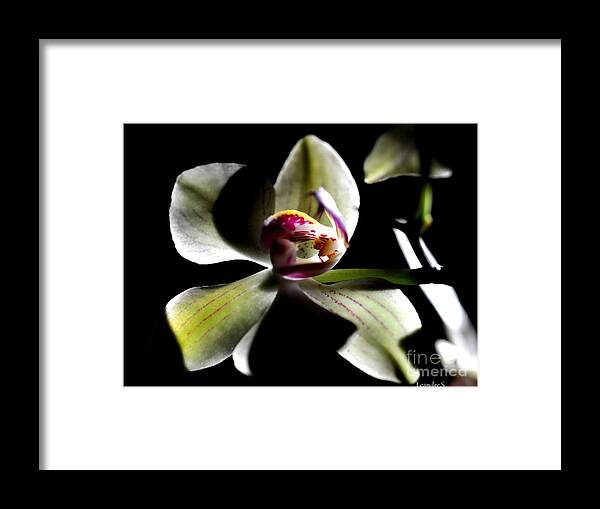 Orchid Framed Print featuring the photograph Orchid #2 by Sylvie Leandre