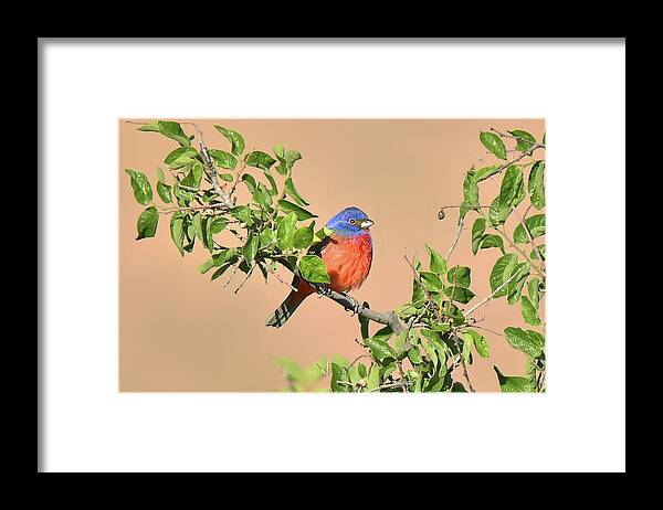 Bird Framed Print featuring the photograph Painted Bunting #2 by Alan Lenk