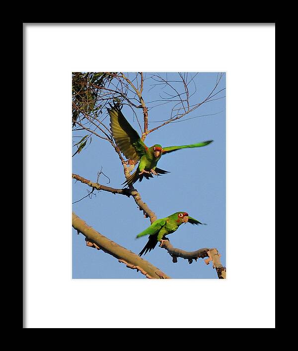 Parrots Framed Print featuring the photograph Parrots by Marc Bittan