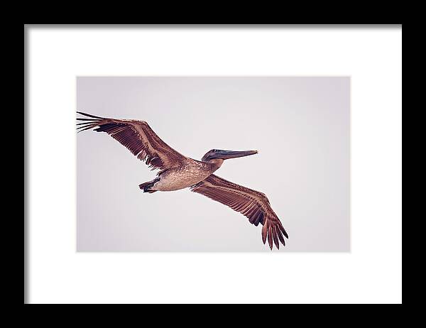 Aqua Framed Print featuring the photograph Pelican by Peter Lakomy