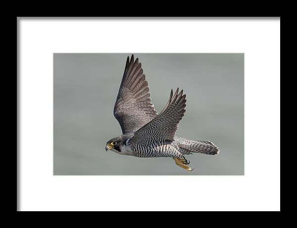 Peregrine Framed Print featuring the photograph Peregrine Falcon #2 by Ian Hufton