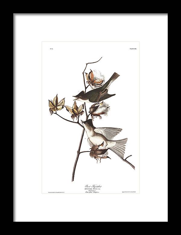 Pewit Flycatcher Framed Print featuring the painting Pewit Flycatcher #2 by John James Audubon
