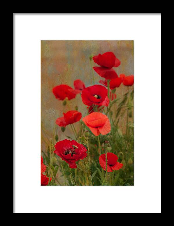 Poppies Framed Print featuring the photograph Poppies #2 by Carolyn D'Alessandro